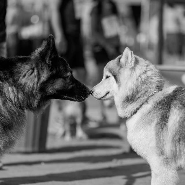 Happy-dog-carnival-2017