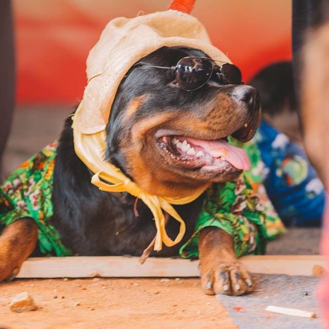 Happy-dog-carnival-2017_10