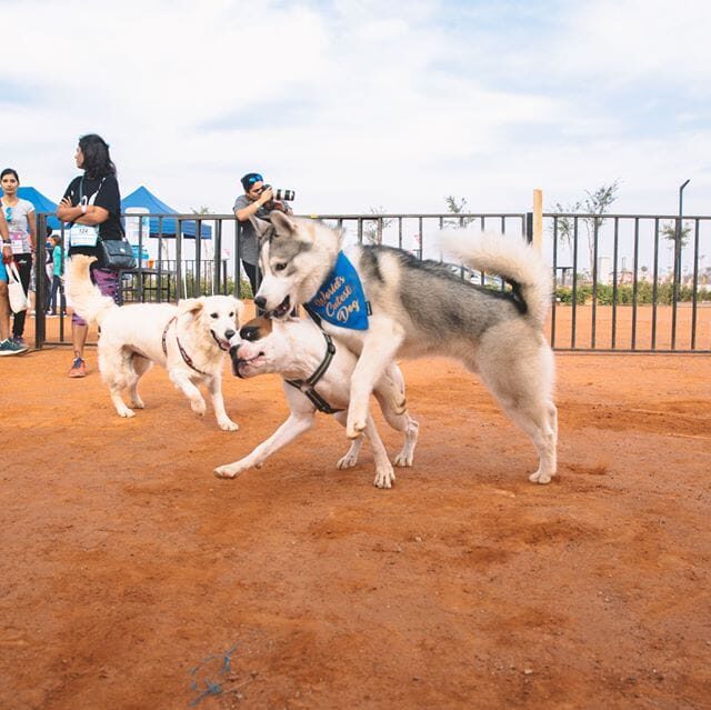 Happy-dog-carnival-2017_6