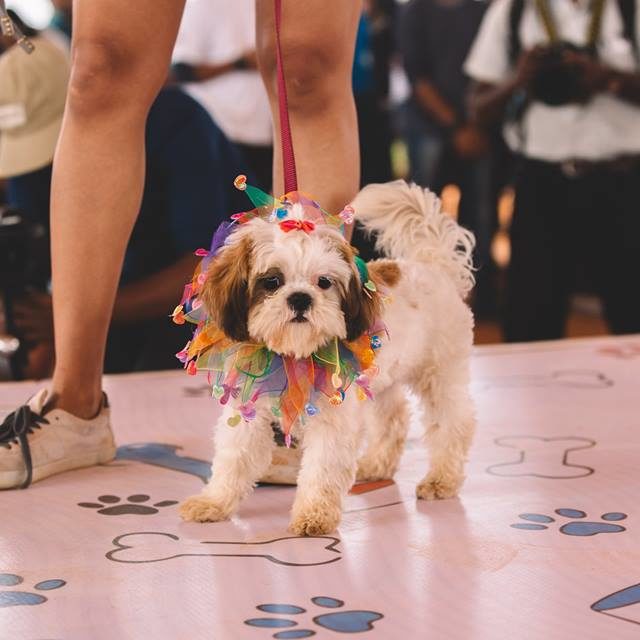 Happy-dog-carnival-2017_7