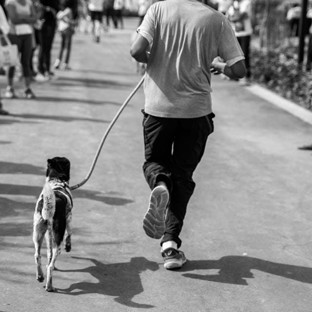 Happy-dog-carnival-2017_8